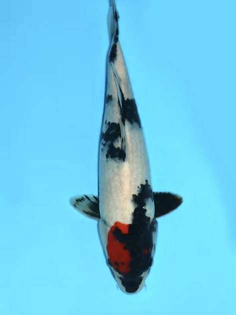 39cm Showa Ref M256