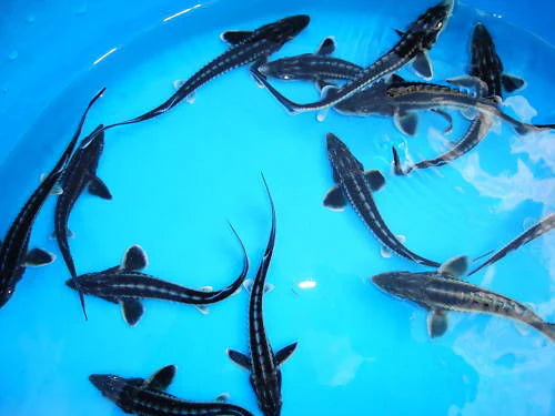 Diamond Back Sturgeon