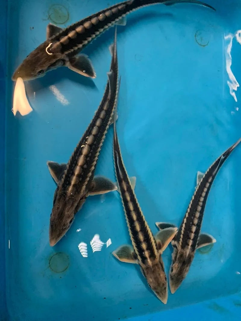 Diamond Back Sturgeon