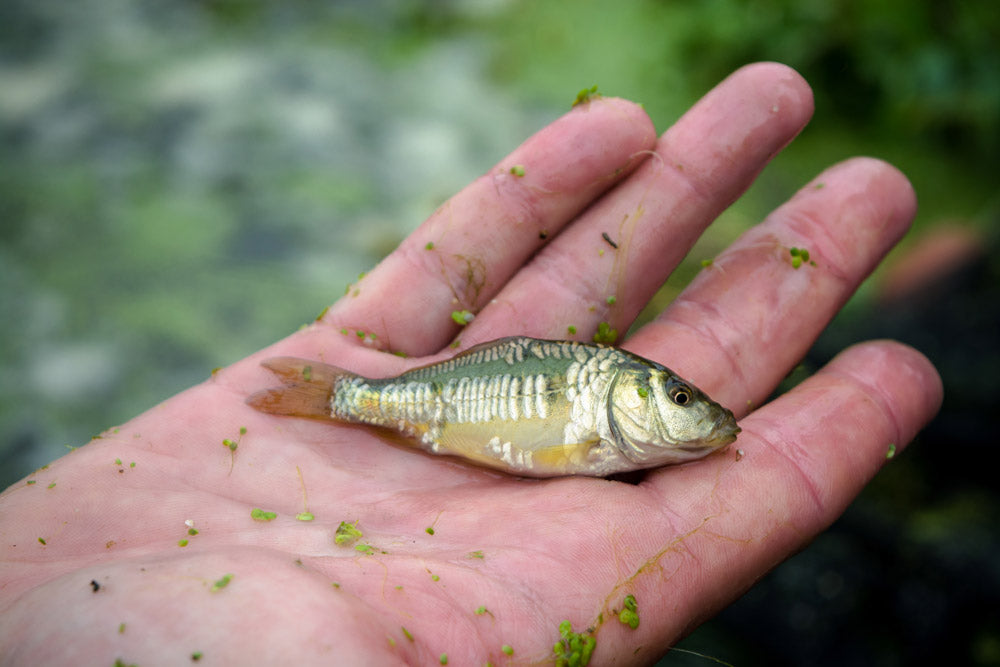 Common and Mirror Carp