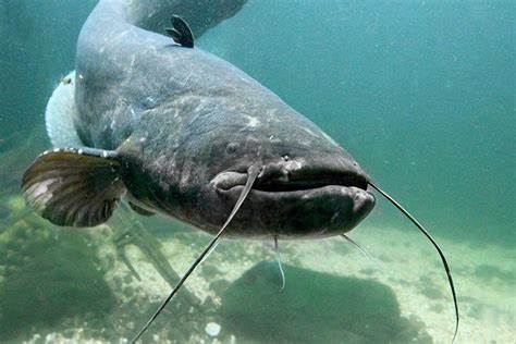 Wels Catfish