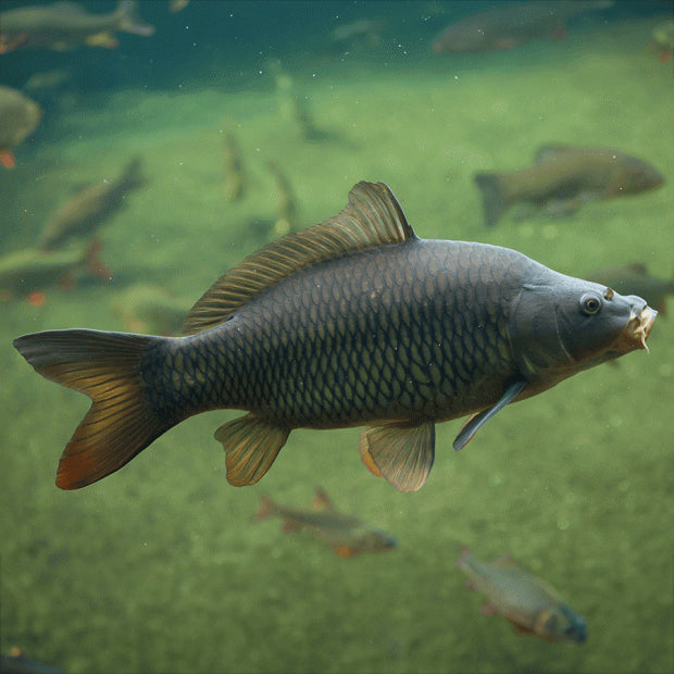 Common and Mirror Carp