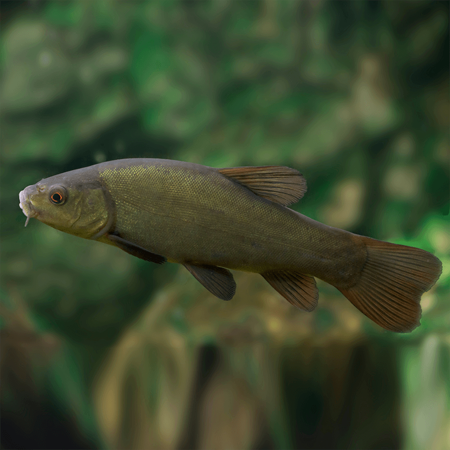 Tench