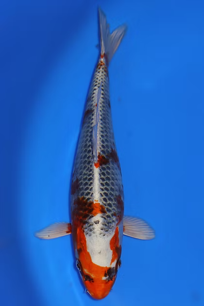 26cm Kujaku. Ref: K211