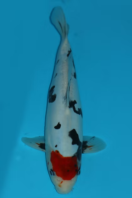 37cm Doitsu Showa Ref M237