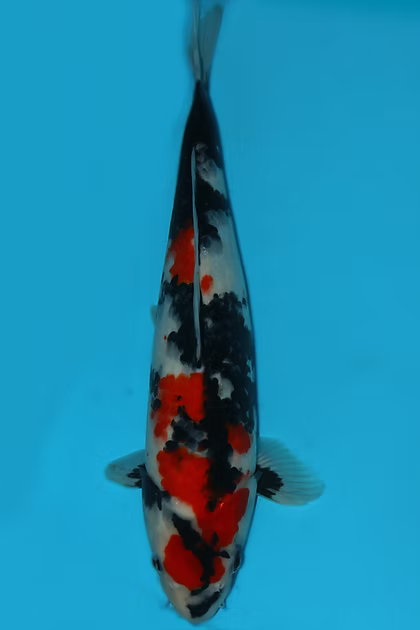 43cm Showa Ref M236