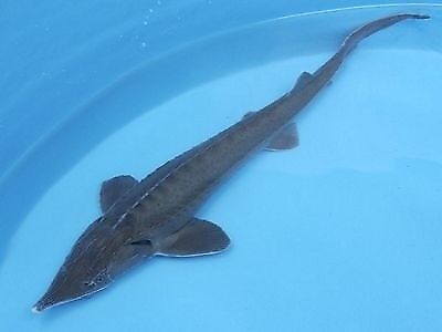 Long Nose Sturgeon