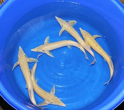 Albino Sturgeon