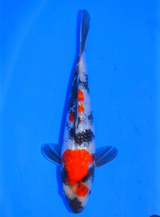 8.5" (21cm) Yagenji Gin Rin Showa - #YG0808CC
