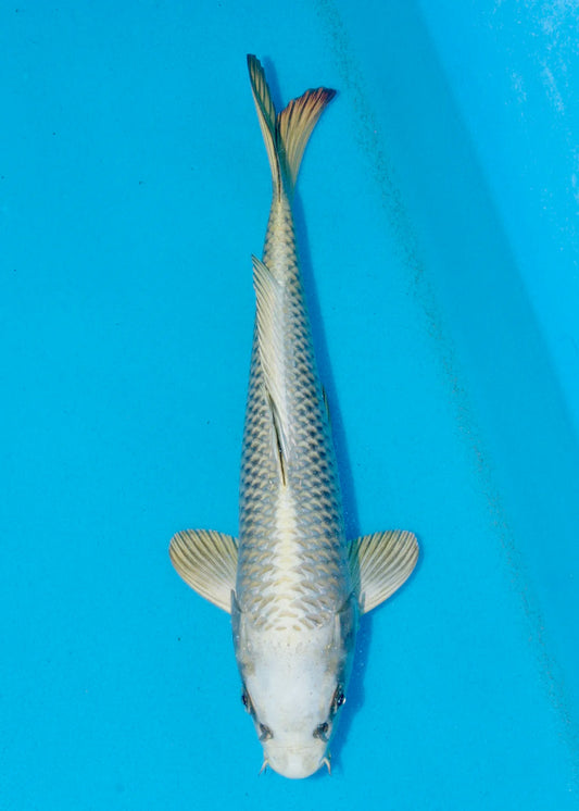 31cm Mukashi Ogon REF - AUG114