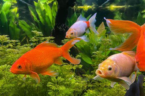 Gold Fish