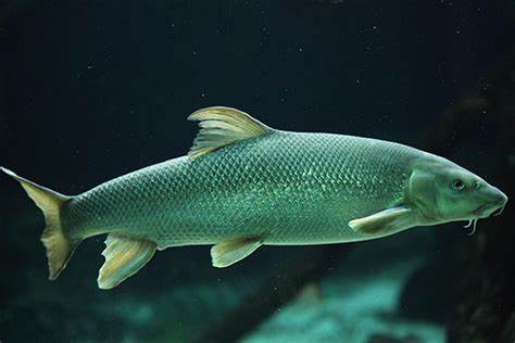 Barbel