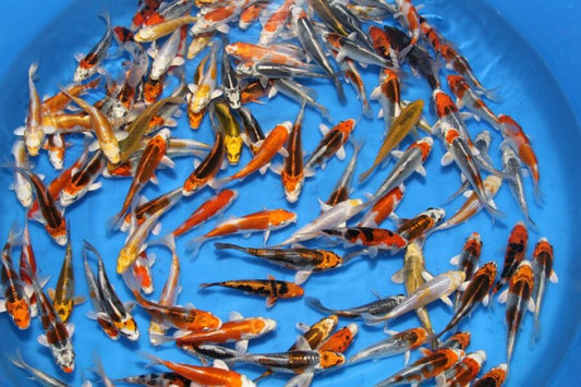 Pond Pack Saver Mix (15 Fish)