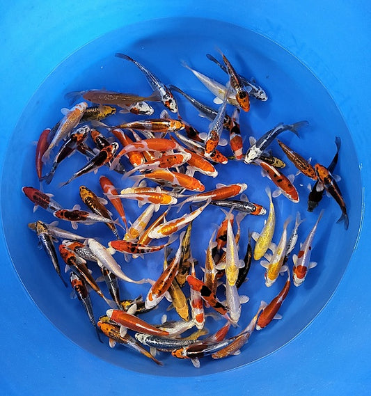20 Koi Mix