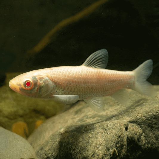 Albino Grass Carp