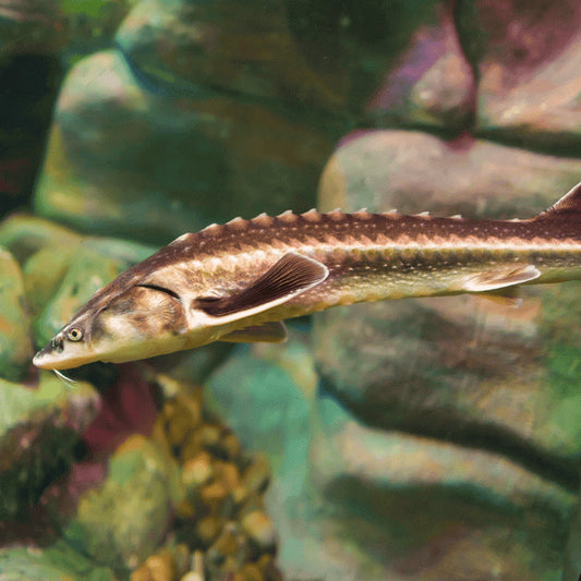 Diamond Back Sturgeon