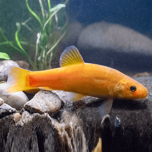 Tench